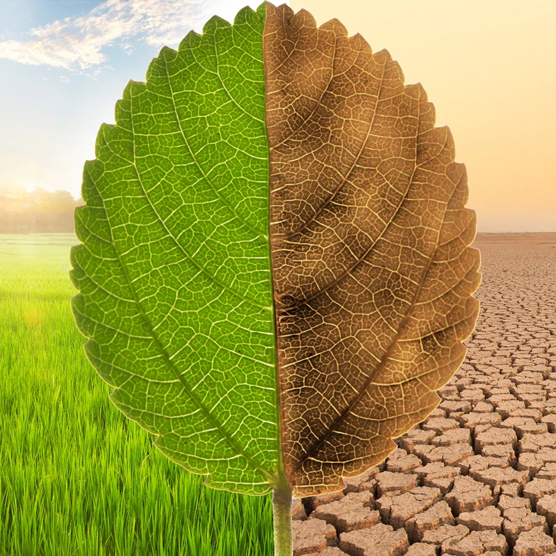 Climate Impact